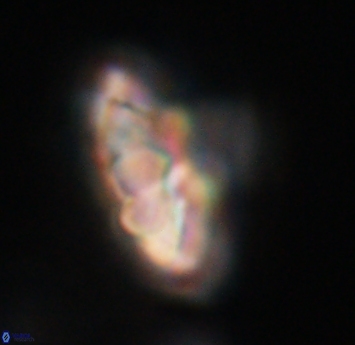 Discoaster mohleri 23573