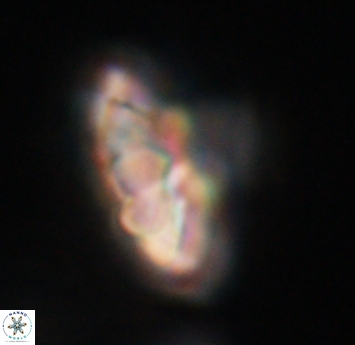Discoaster mohleri 23573