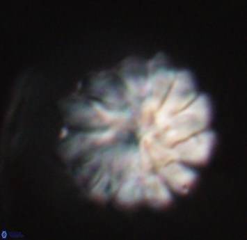 Discoaster mohleri 23574