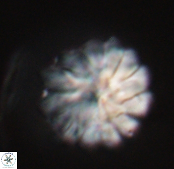 Discoaster mohleri 23574