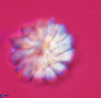 Discoaster mohleri 23575