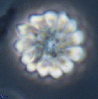 Discoaster mohleri 23576