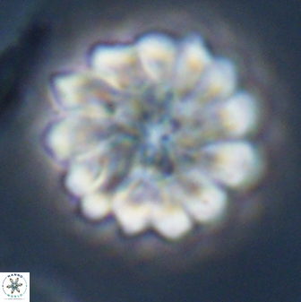Discoaster mohleri 23576
