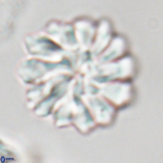 Discoaster mohleri 23577