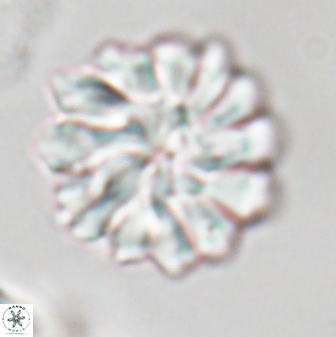 Discoaster mohleri 23577
