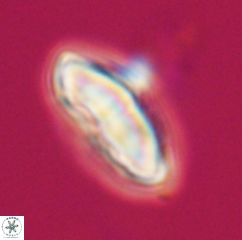 Discoaster mohleri 23833
