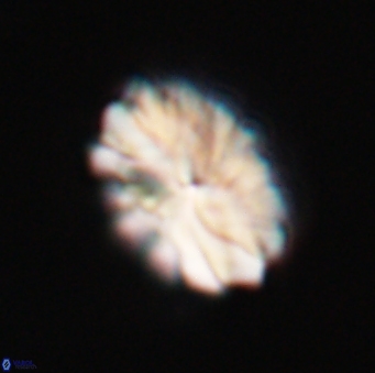 Discoaster mohleri 23834