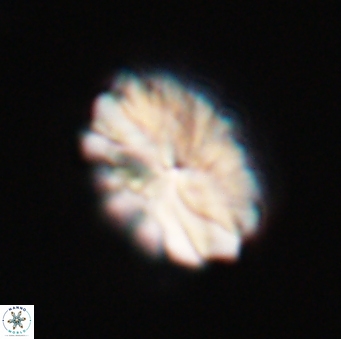 Discoaster mohleri 23834