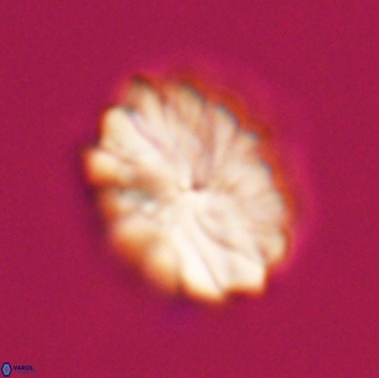Discoaster mohleri 23835