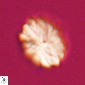 Discoaster mohleri 23835