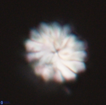 Discoaster mohleri 23837
