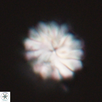 Discoaster mohleri 23837