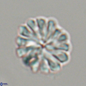 Discoaster mohleri 23838