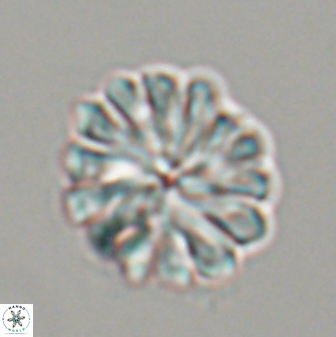Discoaster mohleri 23838