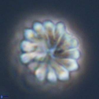 Discoaster mohleri 23839