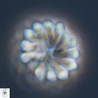 Discoaster mohleri 23839