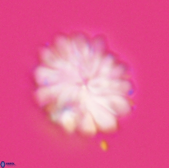 Discoaster mohleri 23841