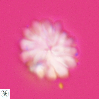 Discoaster mohleri 23841