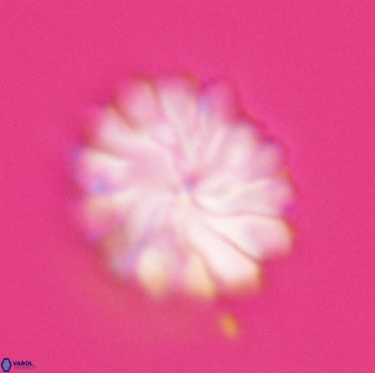 Discoaster mohleri 23842