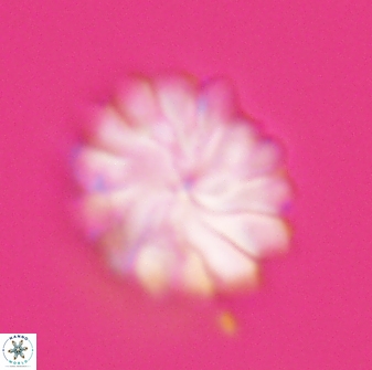 Discoaster mohleri 23842