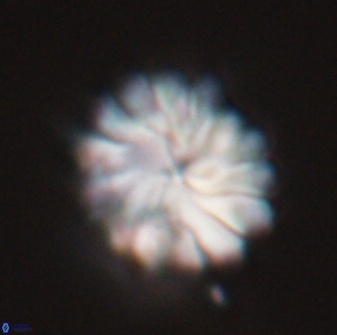 Discoaster mohleri 23843