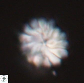 Discoaster mohleri 23843