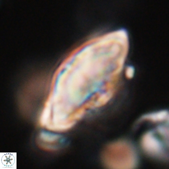 Discoaster mohleri 24197