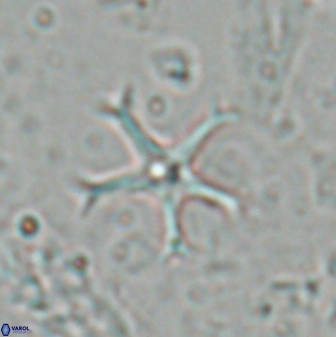 Discoaster moorei 26859
