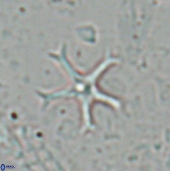 Discoaster moorei 26860