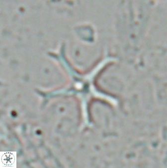 Discoaster moorei 26860