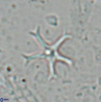 Discoaster moorei 26861