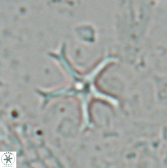 Discoaster moorei 26861