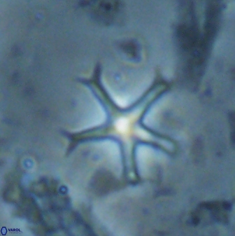 Discoaster moorei 26862