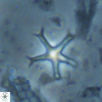 Discoaster moorei 26862