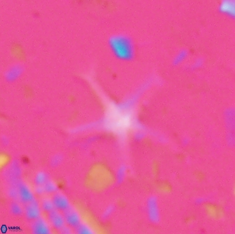 Discoaster moorei 26863