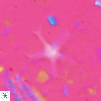 Discoaster moorei 26863