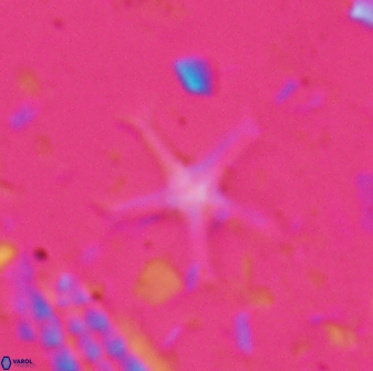 Discoaster moorei 26864