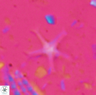 Discoaster moorei 26864