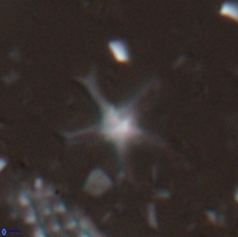 Discoaster moorei 26865