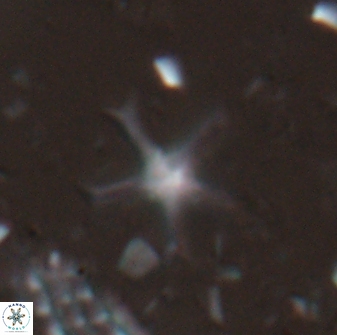 Discoaster moorei 26865
