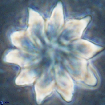 Discoaster nobilis 43550