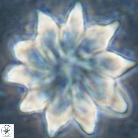 Discoaster nobilis 43550