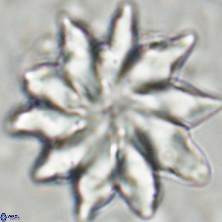 Discoaster nobilis 43551