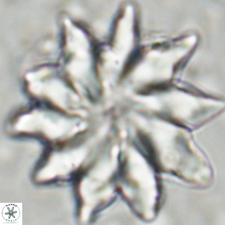 Discoaster nobilis 43551