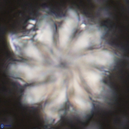 Discoaster nobilis 43555