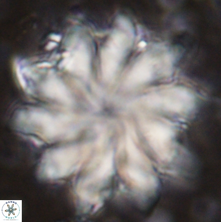 Discoaster nobilis 43555