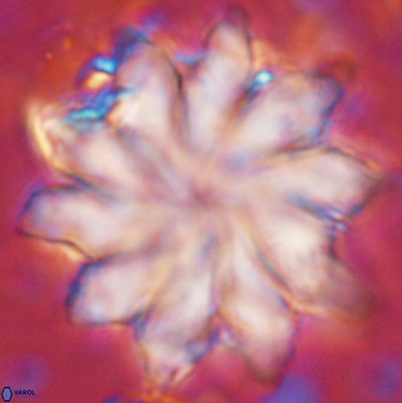 Discoaster nobilis 43556
