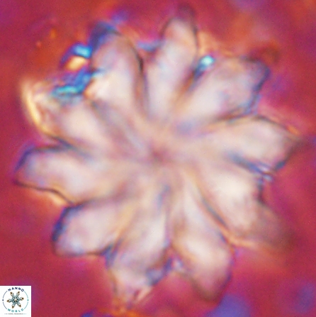 Discoaster nobilis 43556