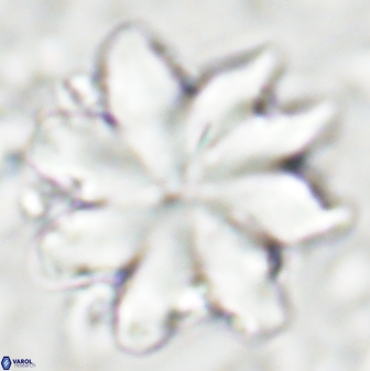 Discoaster nobilis 43350