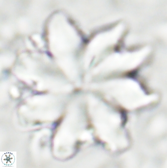 Discoaster nobilis 43350